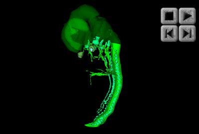 Nervous System Reconstructions